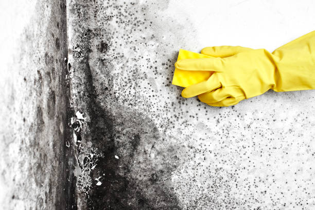 Best Local Mold Removal Service  in Wilder, ID