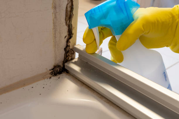 Best Commercial Mold Removal  in Wilder, ID