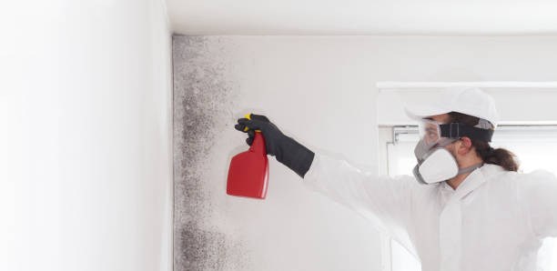 Best Commercial Mold Removal  in Wilder, ID