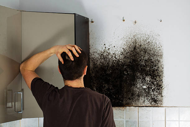 Best Mold Remediation  in Wilder, ID