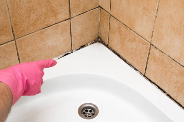 Best Toxic Mold Removal  in Wilder, ID